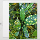 Croton Plant (Front/Back)