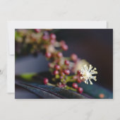 Croton's flower (Front)