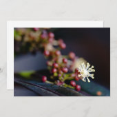 Croton's flower (Front/Back)