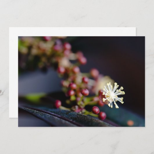 Croton's flower (Front/Back)