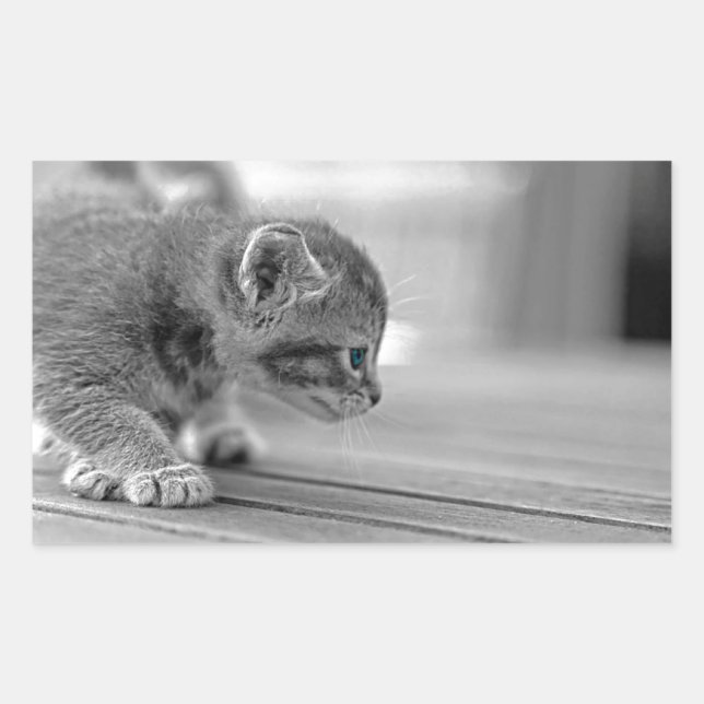 Crouching Kitten Rectangular Sticker (Front)