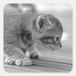 Crouching Kitten Square Sticker