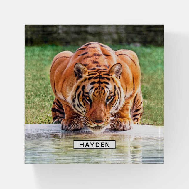 Crouching Tiger Ready to Pounce Paperweight (Front)