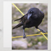 Crow at Crossroads (Front/Back)