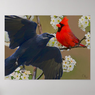 crow cardinal poster