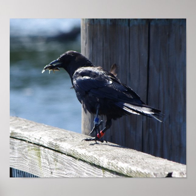 Crow fishing poster (Front)