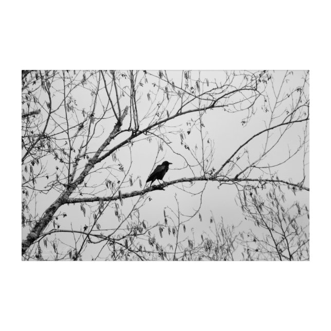 Crow in a Birch Tree Acrylic Print (Front)