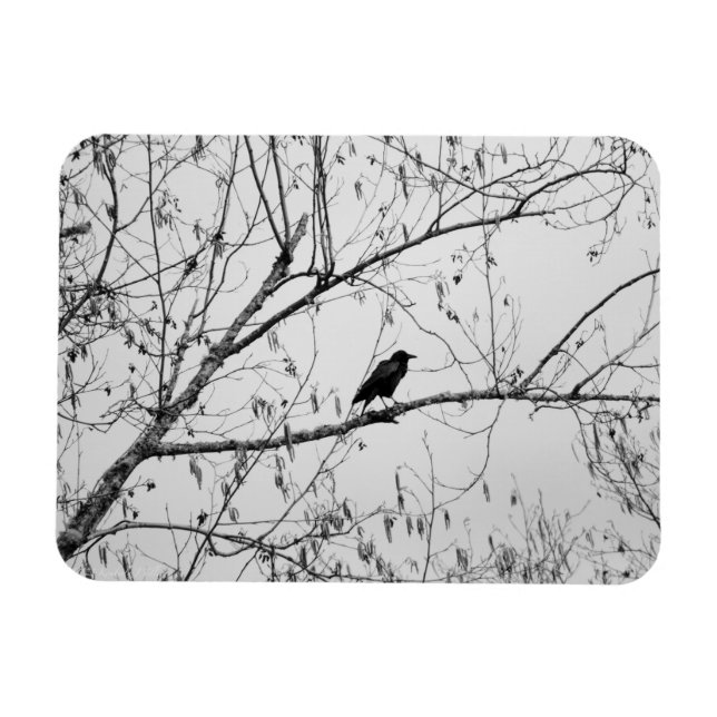 Crow in a Birch Tree Magnet (Horizontal)