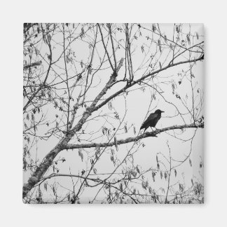 Crow in a Birch Tree Magnet