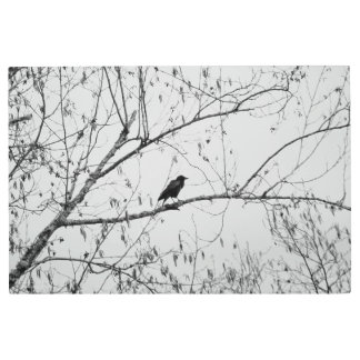 Crow in a Birch Tree Metal Print