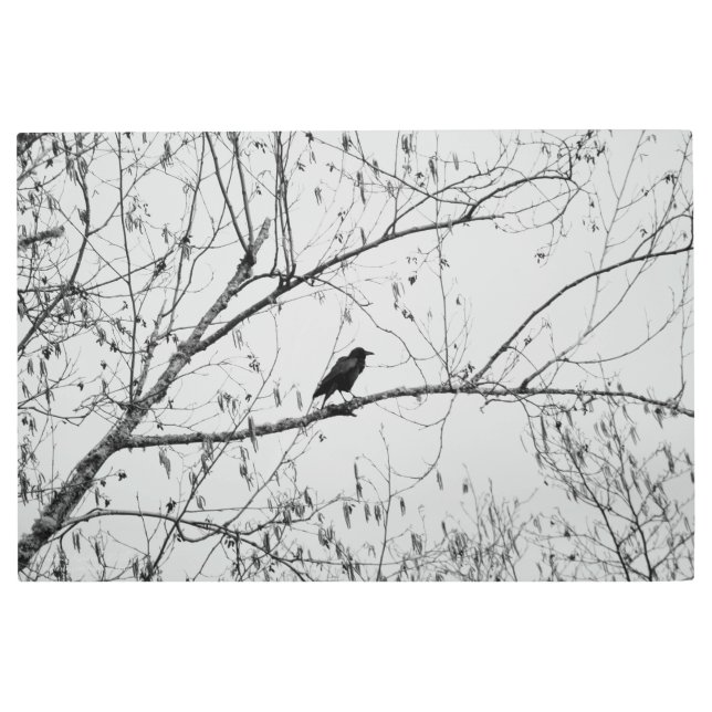Crow in a Birch Tree Metal Print (Front)