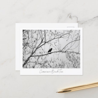 Crow in a Birch Tree Postcard