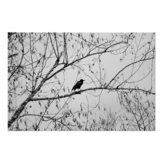 Crow in a Birch Tree Poster