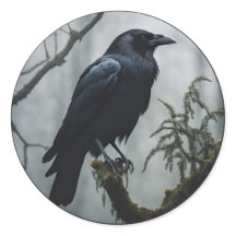 Crow in a tree