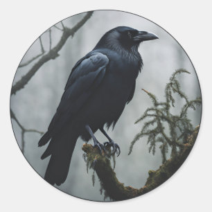 Crow in a tree classic round sticker