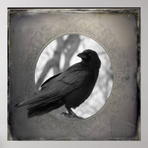 Crow Portrait Poster