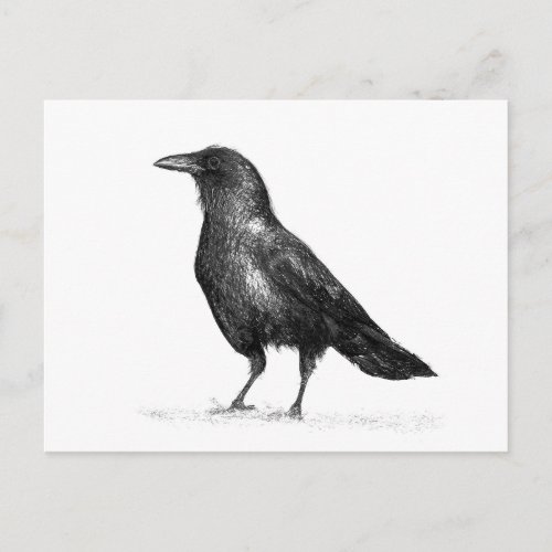 Crow Postcard