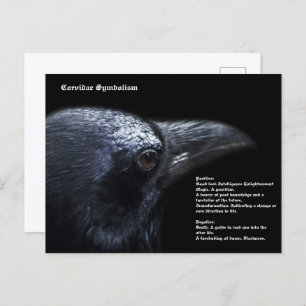 Crow Postcard