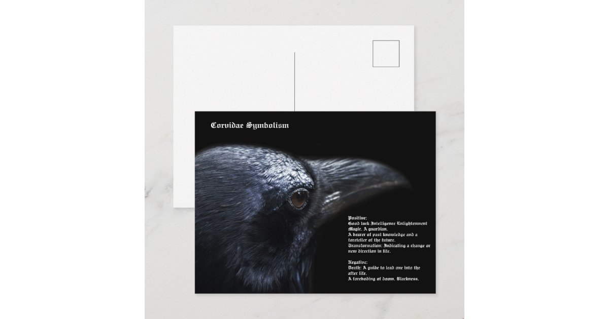 Crow Postcard | Zazzle
