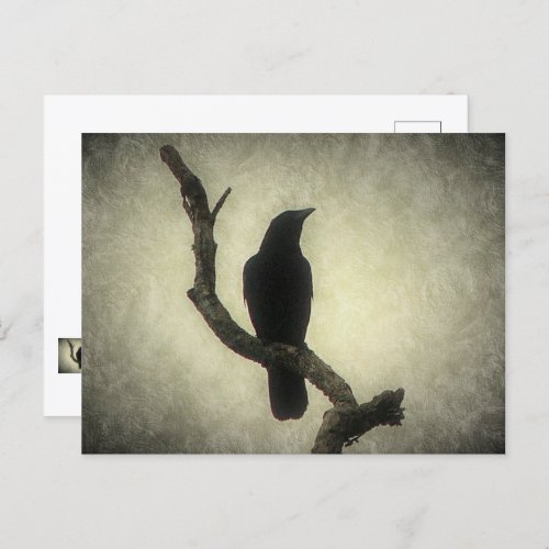 Crow Postcard