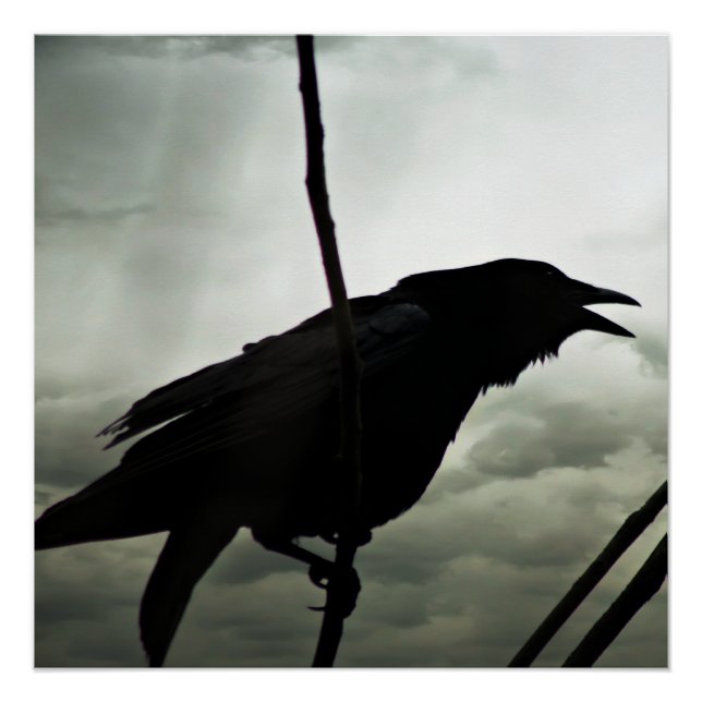 Crow/Raven Poster (Front)