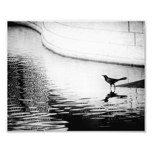 Crow Reflected in Water - B&W Photograph (Front)