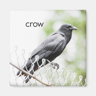 Crow Refrigerator Magnet