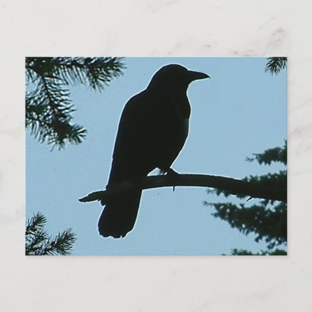 Crow Sitting in Tree Postcard (Front)