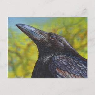 Crow Spring Sky Postcard