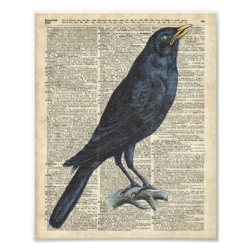 Crow Vintage Illustration At Old Encyclopedia Page Photo Print