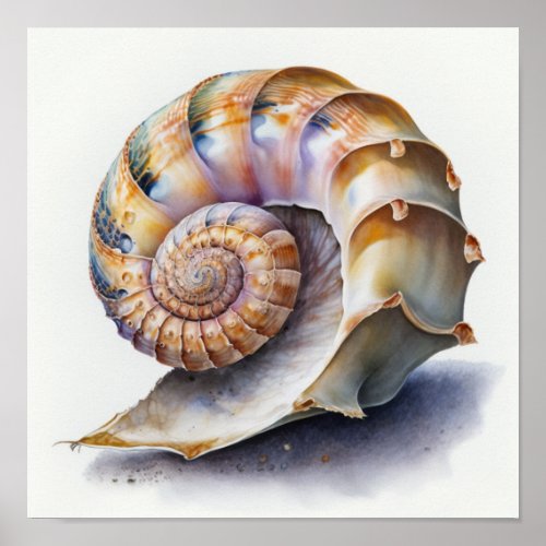 Crowie conch shell in watercolor  poster