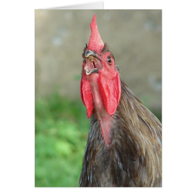 Crowing Blue Rooster Cards (Front)