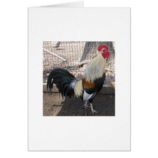 Crowing Grey Gamecock Cards