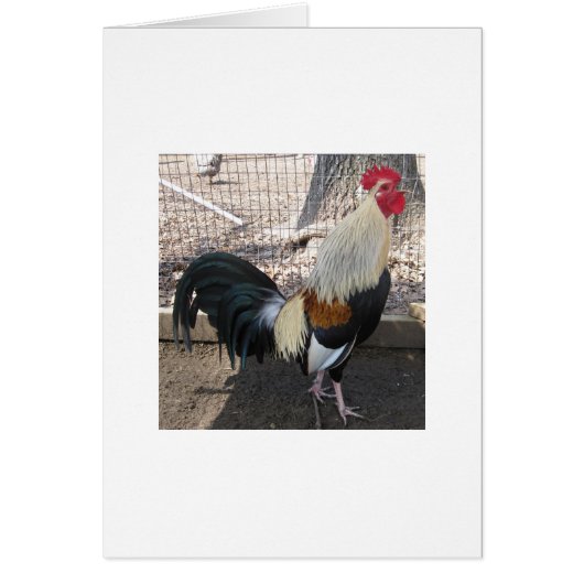 Crowing Grey Gamecock Cards (Front)