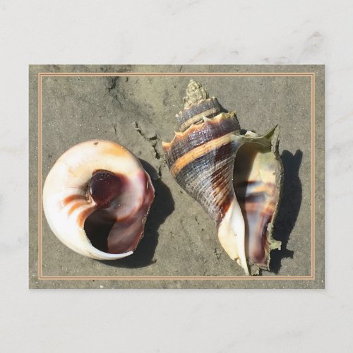 Crown Conch Seashells in Nature Postcard