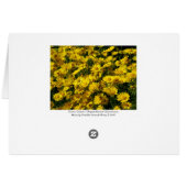 Crown Daisies / Chrysanthemum Coronarium Cards (Back Horizontal)