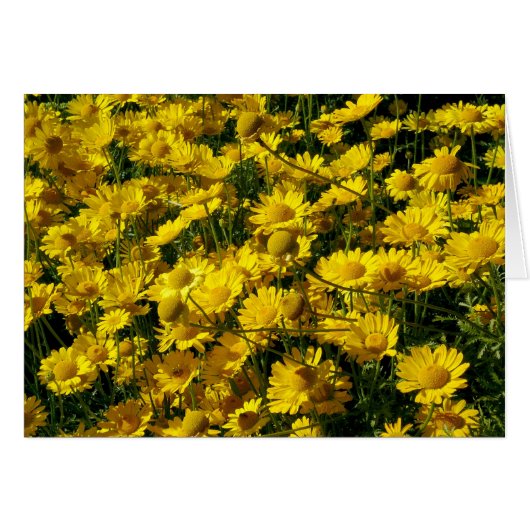 Crown Daisies / Chrysanthemum Coronarium Cards (Front Horizontal)