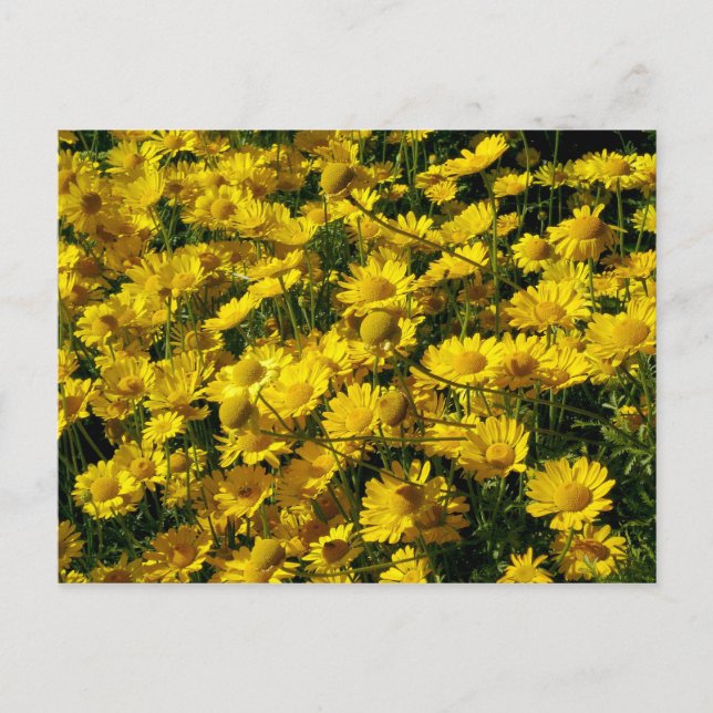 Crown Daisies / Chrysanthemum Coronarium Postcard (Front)