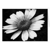 Crown Daisy (Front Horizontal)