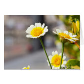 Crown Daisy (Front Horizontal)