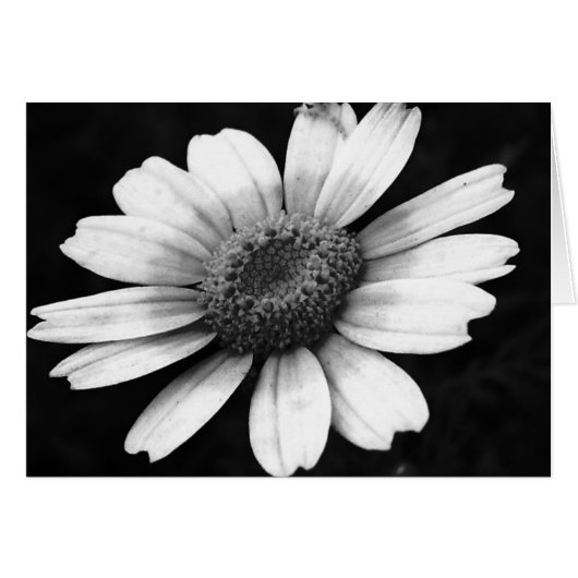 Crown Daisy Cards (Front Horizontal)