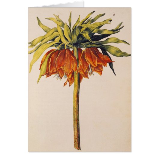 Crown Fritillary, from 'La Guirlande de Julie' Cards (Front)