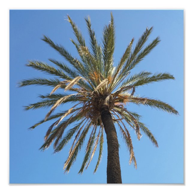 crown of a palm tree photo print (Front)