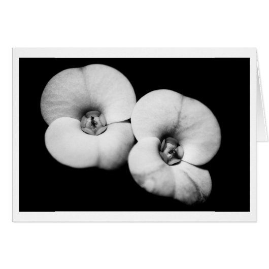 crown of thorns (Front Horizontal)