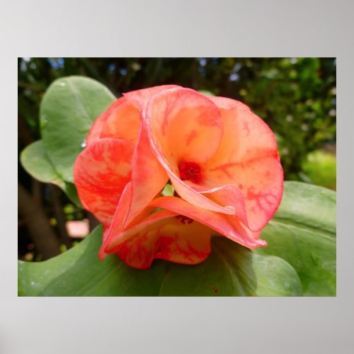 Crown of Thorns Flower Poster
