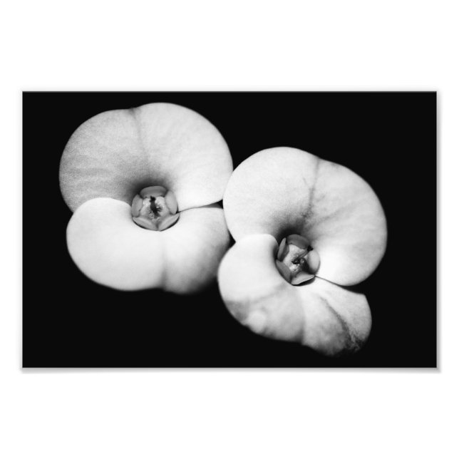 crown of thorns photo print (Front)