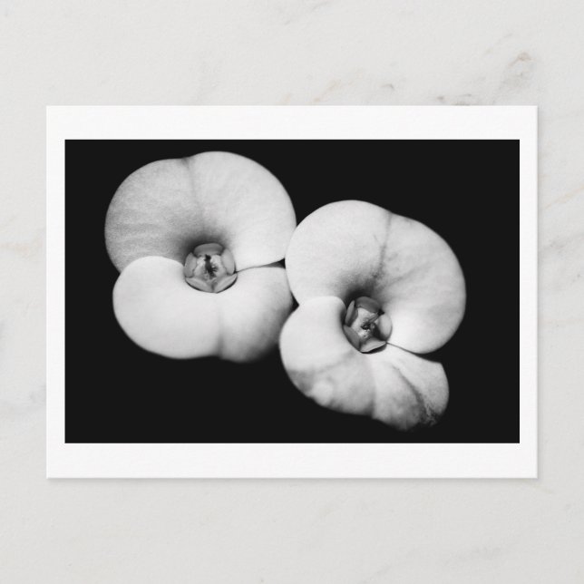 crown of thorns postcard (Front)