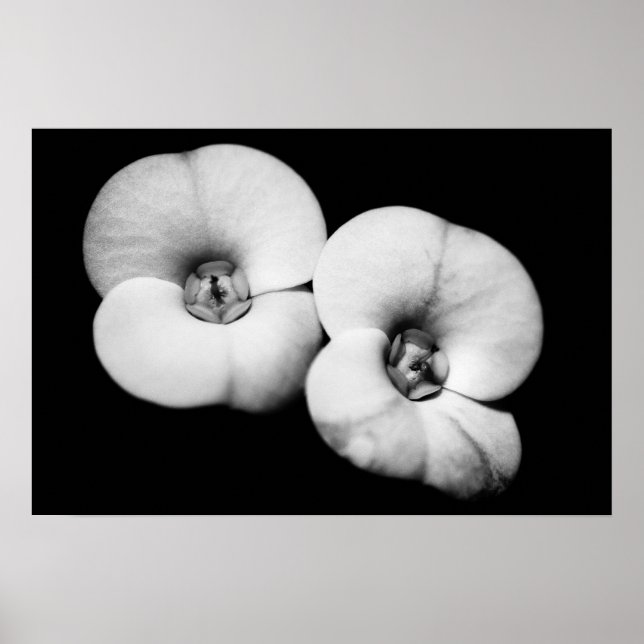 crown of thorns poster (Front)