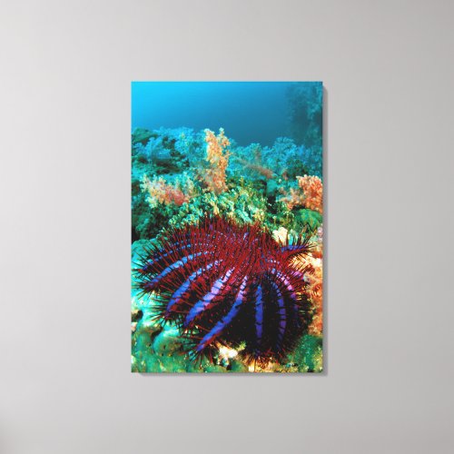 Crown_Of_Thorns Starfish Canvas Print