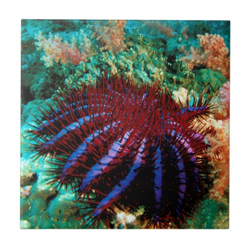 Crown_Of_Thorns Starfish Ceramic Tile